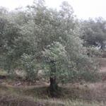 Tuncay