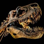 Tyrannosaurus