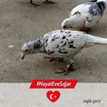 Davut