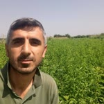 Barış