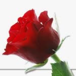 Muhammed