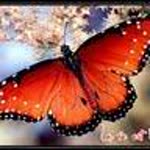 Yilmaz
