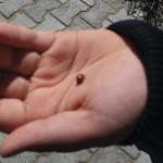Pelin