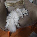 Zeynep