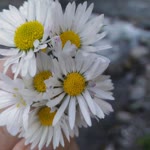 Ayşe