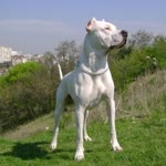 Ali