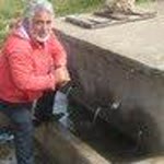 Şaban