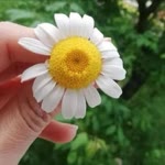 Sibel