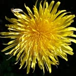 Niyazi