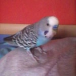 Orhan