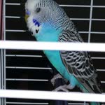 Haldun