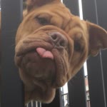 Ferdi