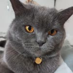 Burcu