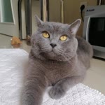 Burcu