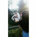 Rana