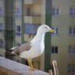 Hatice