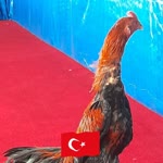 Dadaş