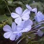 Sevgi