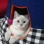 Arzu