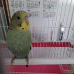 Toprak