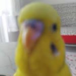 Furkan