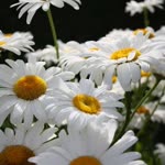 Emine