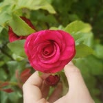 Rabia