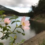 Rukiye