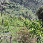 Selami