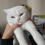 Berat