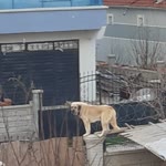 Erdal