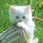 Ebru