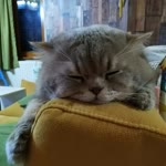 Melek