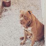 Ferdi