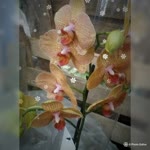 Hasan