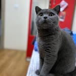 Volkan