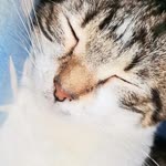 Nergis
