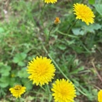 Munisa
