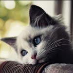 Merve