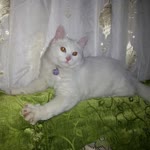Demir