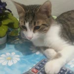 Erhan