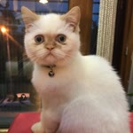 Özlem