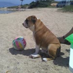 Alparslan