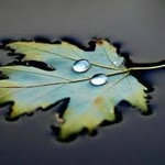 Erdal