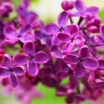 Naciye