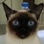 Nafiz