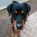 Oğuz