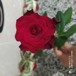 Gülbahar