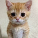 Furkan
