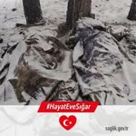 Nazım